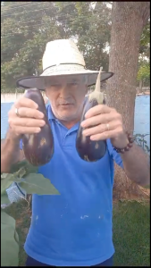 Horta e peixes, uma consorciação fantástica