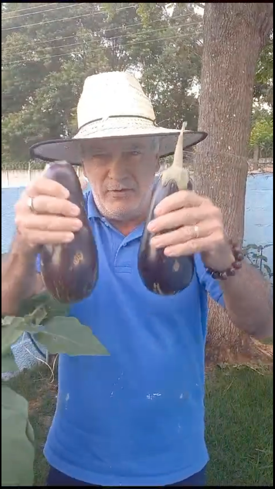 Horta e peixes, uma consorciação fantástica